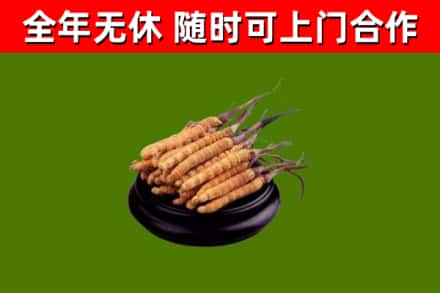 老河口烟酒回收冬虫夏草.jpg